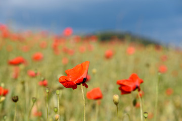 a field of red poppies, on a sunny day with clouds in the sky, against the backdrop of the mountains and thick green grass.