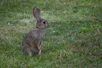 Jóven conejo común sobre la hierba
