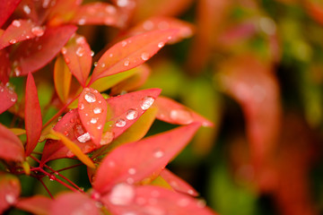 紅い葉と水滴（Red leaves and water drops）