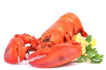 Lobster on a white background