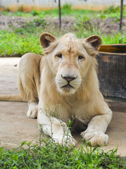 White Transvaal lion (Panthera leo krugeri)