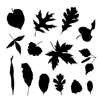 autumn leaves illustration on white background
