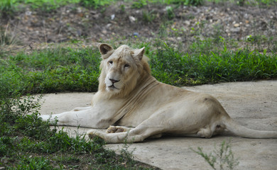 Naklejka na ściany i meble White Transvaal lion (Panthera leo krugeri)