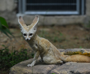 Fototapeta premium Fennec fox (Vulpes zerda) in the zoo