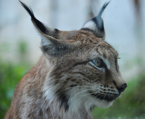 Portrait of an Eurasian Lynx in the zoo