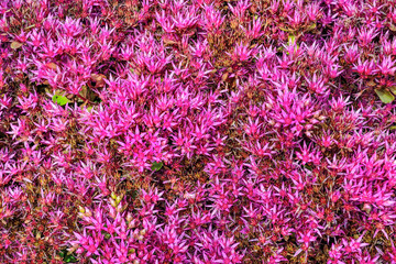 Obraz premium Pink flowers of blossoming false Sedum (Sedum Voodoo) - decorative stonecrop