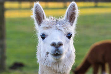 Cute Alpaca on the farm. Beautifull and funny animals from ( Vicugna pacos ) is a species of South American camelid. © Roman