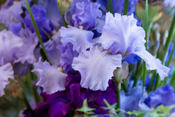 Beautiful bearded irises in the bouquet. Flower arrangement of blue and purple irises. Irises close up.