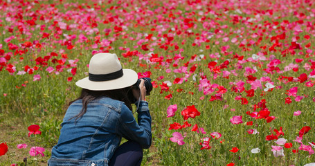 Woman take picture with camera on poppy flower garden