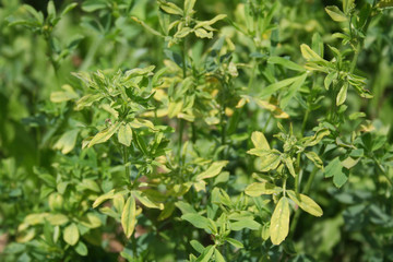 Alfalfa field damaged by drought on summer. Agricultural field in northern Italy