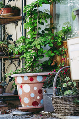 Pot avec une plante verte grimpante devant une maison
