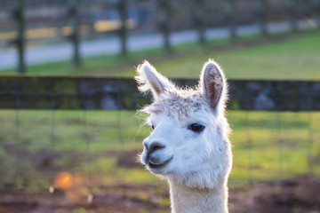 Obraz premium Cute Alpaca on the farm. Beautifull and funny animals from ( Vicugna pacos ) is a species of South American camelid.