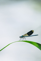 Libellule bleu irisée posée sur une branche