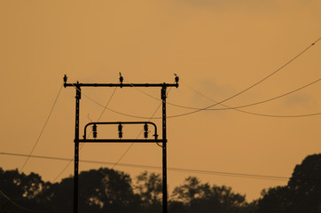 POWER POLE OF AN ELECTRICITY TRANSMISSION LINE - Evening landscape over the fields