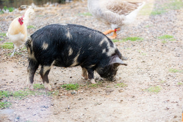 a dwarf pig as a domestic animal