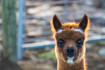 Cute Alpaca on the farm. Beautifull and funny animals from ( Vicugna pacos ) is a species of South...