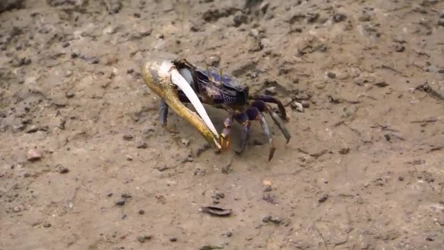 closeup of a male fiddler crab walking through the sand, crab with a large claw, tropical crustacean specie