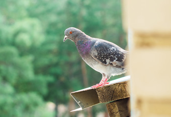 curious pigeon on the ledge outside the window - Powered by Adobe