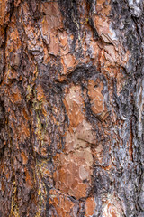 The texture of the bark of a tree. The trunk of the pine.