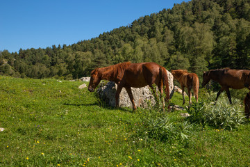 A herd of thoroughbred brown horses graze on a green meadow on a Sunny summer day