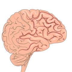 The human brain is actively working. Isolated object on white background. Raster