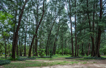 Obraz premium Oak trees (Casuarina equisetifolia)