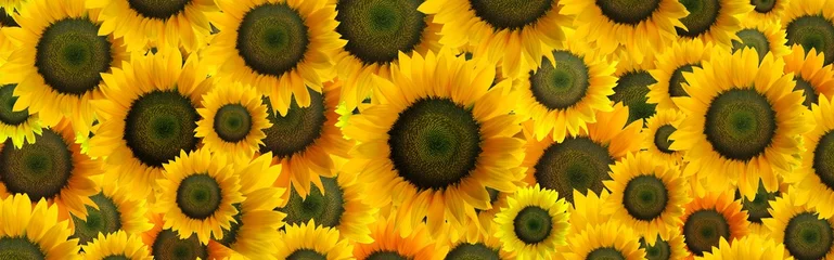 Poster Hochauflösende Panorama-Fotomontage von individuell farblich abgestuften Sonnenblumen © mickblakey
