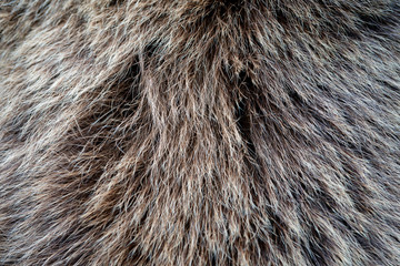 Texture of fur of bear. Skin of a wild animal.