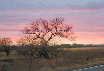 Leafless tree on the roadside in winter at sunset