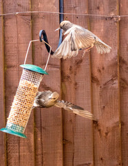 Starling Bird Feeder Meal
