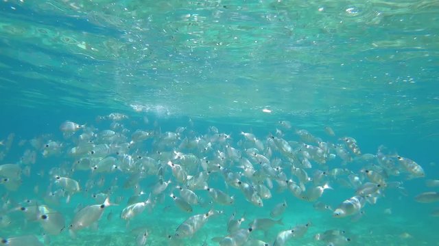 Sea bream fish school biting food and swimming, underwater shot in Adriatic Sea, Croatia. Diplodus annularis in Mediterranean. Travel, adventure, vacation, holidays concept. Seabreams shoal, sea life