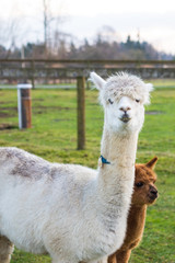 Cute Alpaca on the farm. Beautifull and funny animals from ( Vicugna pacos ) is a species of South American camelid.
