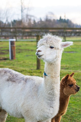 Cute Alpaca on the farm. Beautifull and funny animals from ( Vicugna pacos ) is a species of South American camelid.
