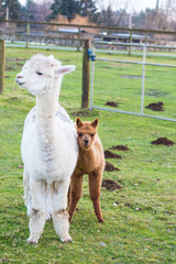 Cute Alpaca on the farm. Beautifull and funny animals from ( Vicugna pacos ) is a species of South American camelid.