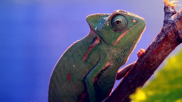 Close up profile of a dark green chameleon sitting on a branch observing his surrounding with his eyes going all directions with a blue purple background, side view, back contour light