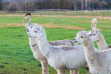 Cute Alpaca on the farm. Beautifull and funny animals from ( Vicugna pacos ) is a species of South American camelid.