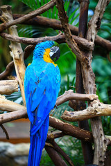 Portrait of blue and yellow macaw. Ara Ararauna also known as the blue-and-gold macaw, is a large South American parrot.