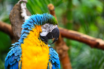 Portrait of blue and yellow macaw. Ara Ararauna also known as the blue-and-gold macaw, is a large South American parrot.