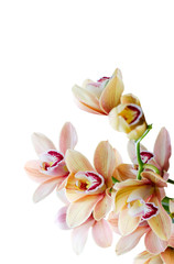 Phalaenopsis orchids isolated on white background. Tropical floral background.