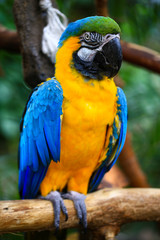 Portrait of blue and yellow macaw. Ara Ararauna also known as the blue-and-gold macaw, is a large South American parrot.