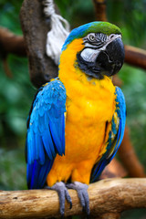 Portrait of blue and yellow macaw. Ara Ararauna also known as the blue-and-gold macaw, is a large South American parrot.