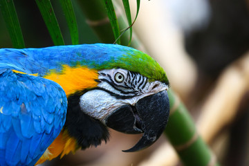 Closeup Portrait of blue and yellow macaw. Ara Ararauna also known as the blue-and-gold macaw, is a large South American parrot.