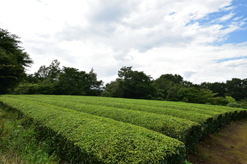 Fototapeta na wymiar 比良の丘と茶畑