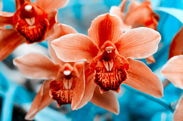 Fototapeta na wymiar Phalaenopsis orchids bloom at the botanical greenhouse. Tropical floral background.