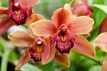 Phalaenopsis orchids bloom at the botanical greenhouse. Tropical floral background.