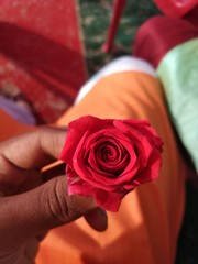 red rose in hands