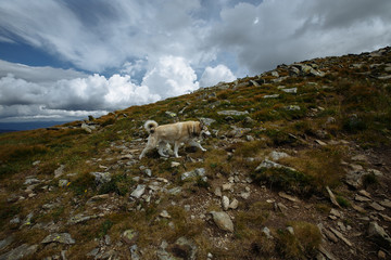 Husky dog ​​high in the mountains for a walk