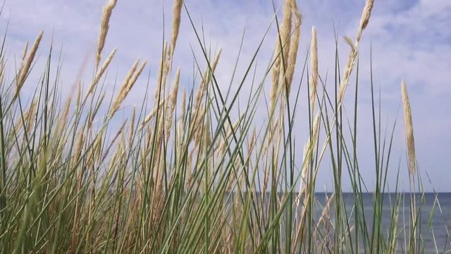 Strandhafer am Strand Ostsee