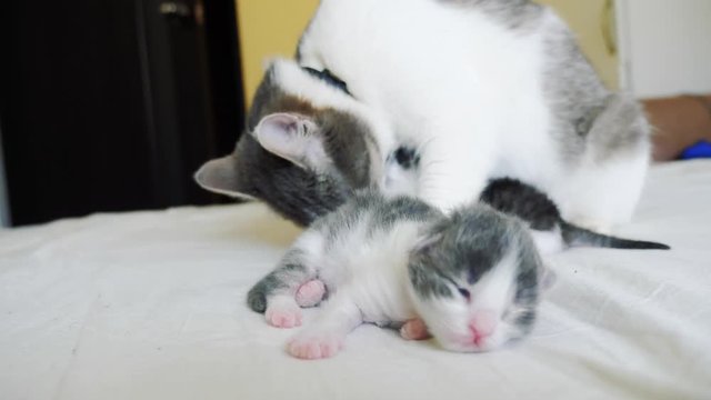 happy family lifestyle cat mom with newborn kittens the children. cat licks little kittens. domestic animal concept