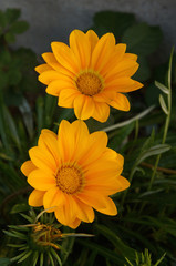 黄色いガーベラ